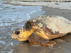 Sea-turtle-on-St.-George-Island-r0Exmp Sea-turtle-on-St.-George-Island-r0Exmp