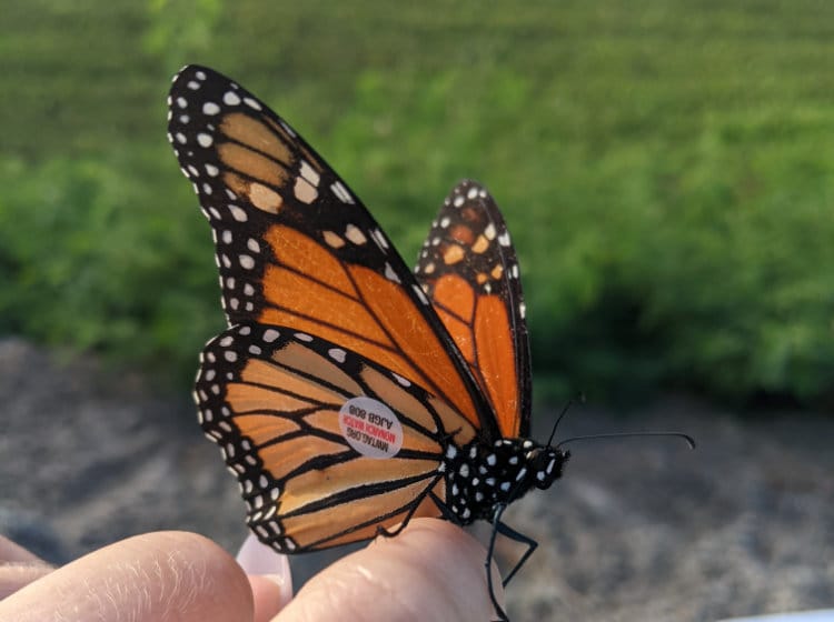 Butterfly-Event-6prU70